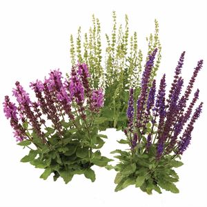 Afbeelding van VP Salvia Nemerosa P19 Divers